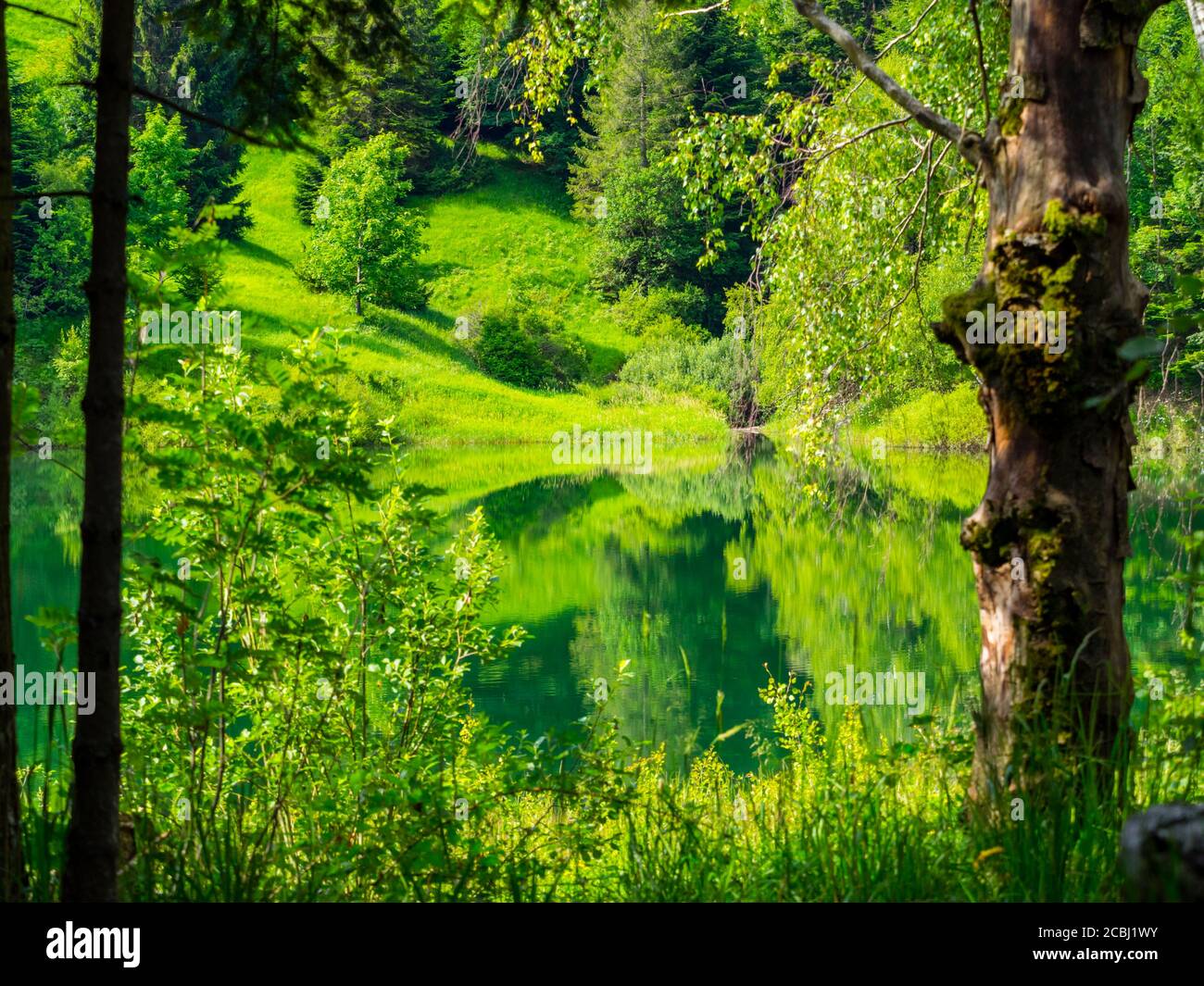 Forêt verte jolie belle nature préservée environnement naturel saison du printemps Dans le lac de Mrzla vodica en Croatie Europe Banque D'Images