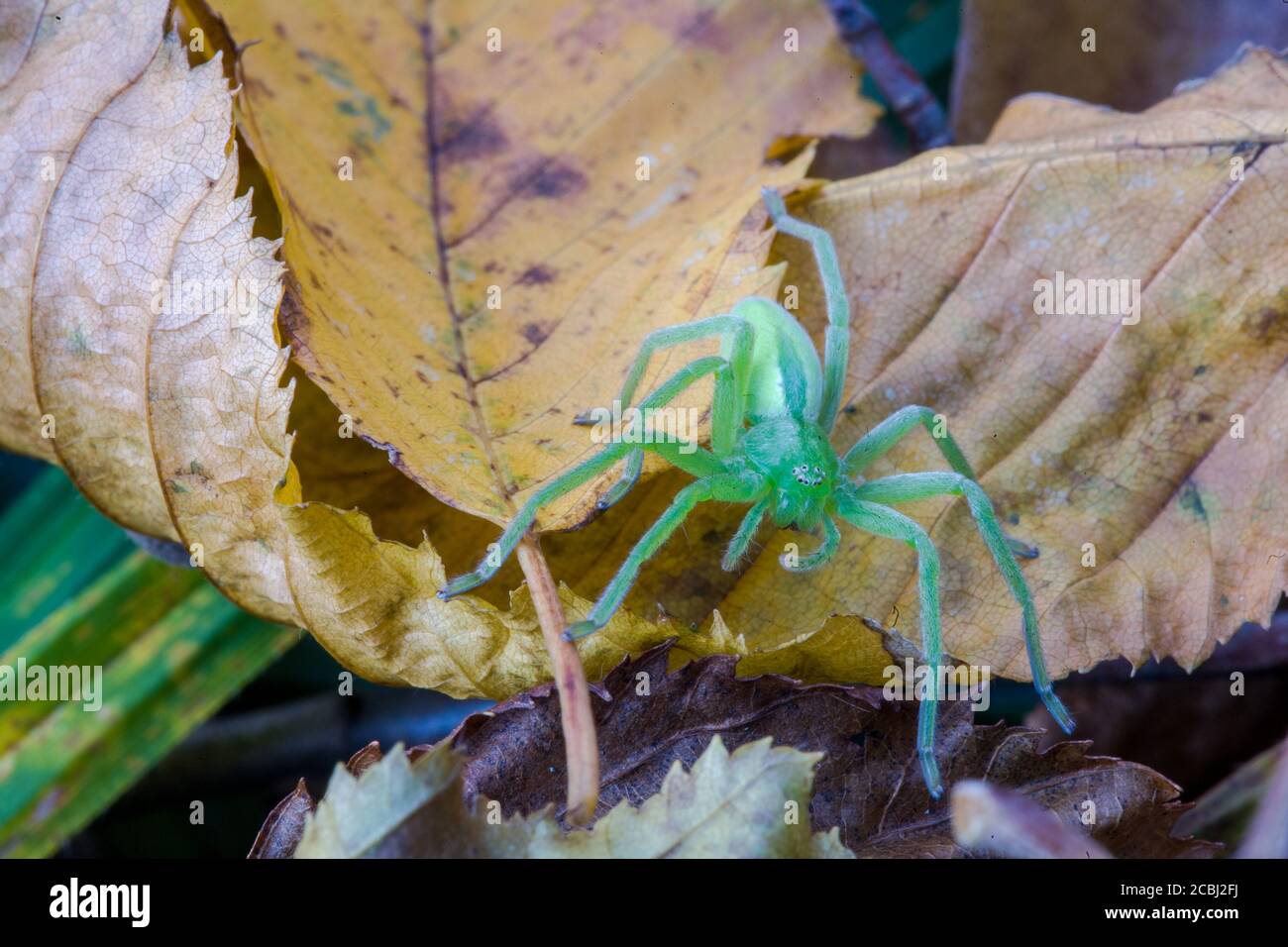 Cette araignée huntsman verte femelle est à la recherche d'un adapté mettre en veille prolongée Banque D'Images