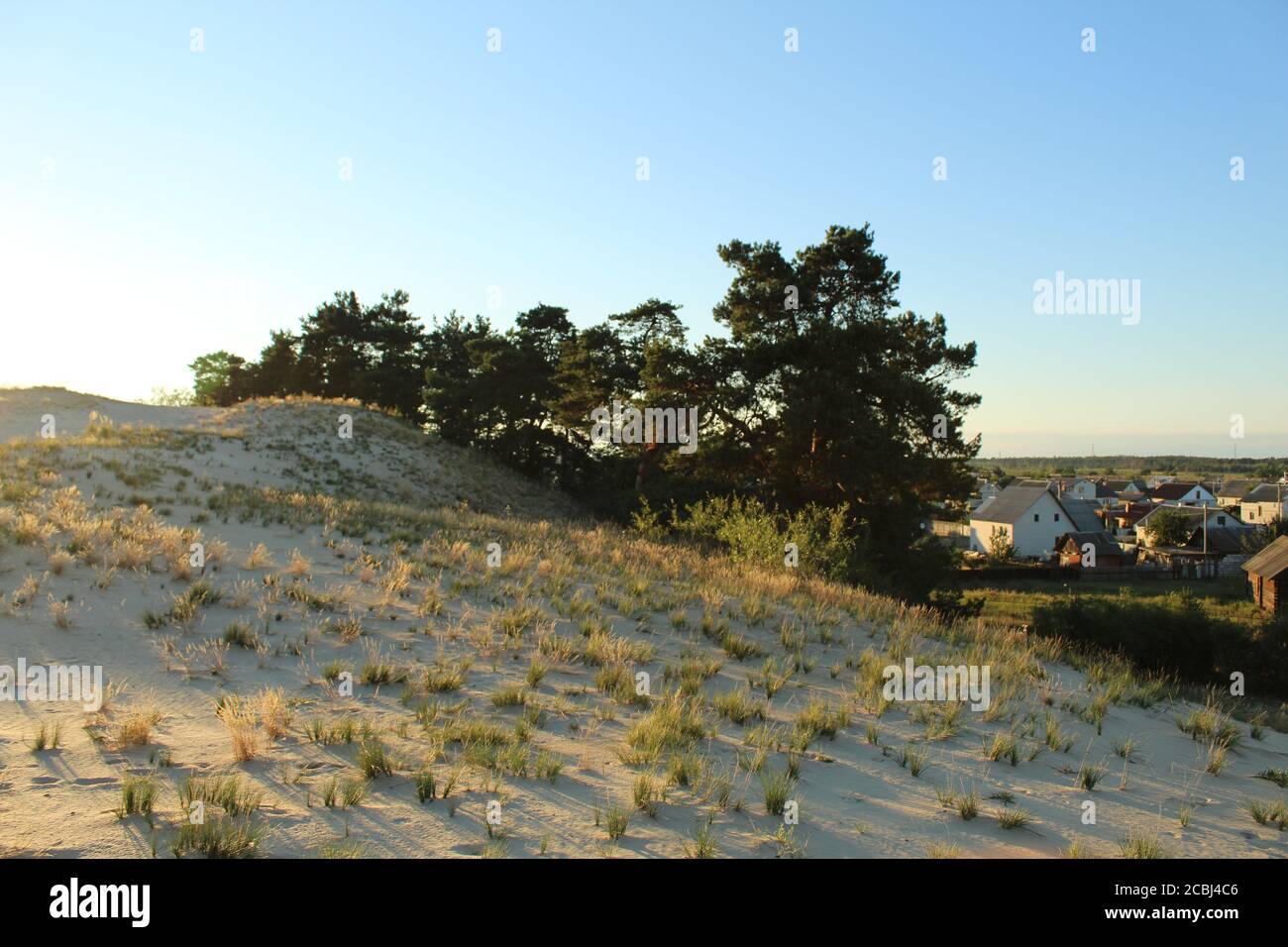 paysage d'été chaud sable jaune arbres sombres et herbe contre le ciel bleu au coucher du soleil Banque D'Images