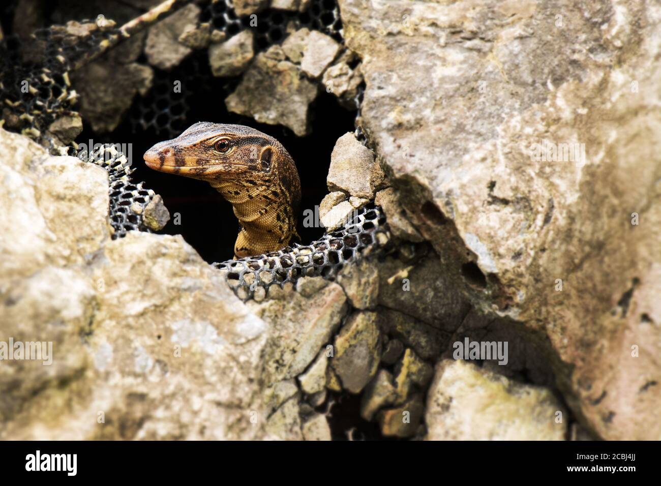 Surveillance de l'eau lézard dans la pierre, Varanus salvator, Thaïlande, Asie Banque D'Images