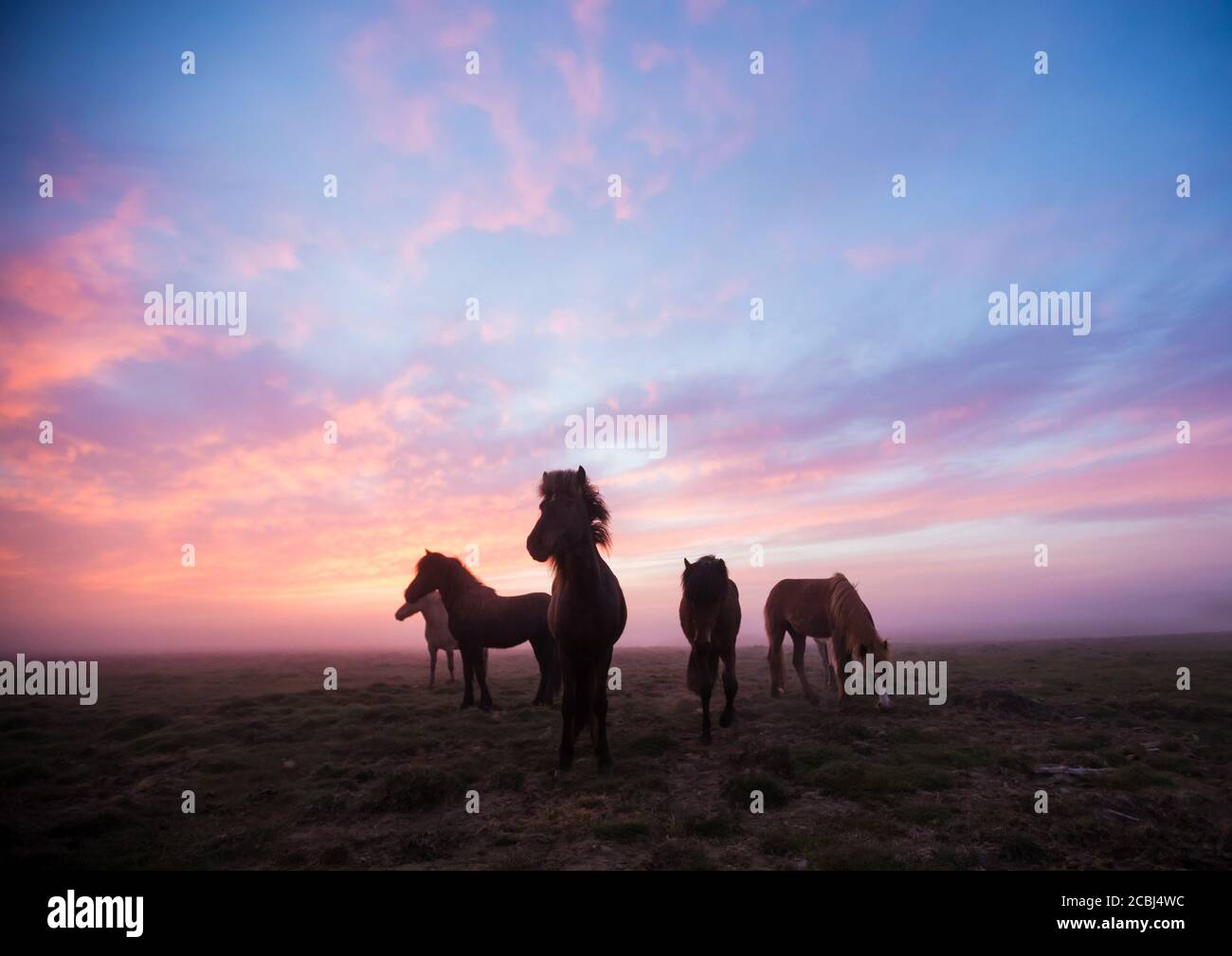 Groupe de chevaux islandais au beau coucher du soleil. Paysage mystique et dramatique avec ciel coloré. Banque D'Images