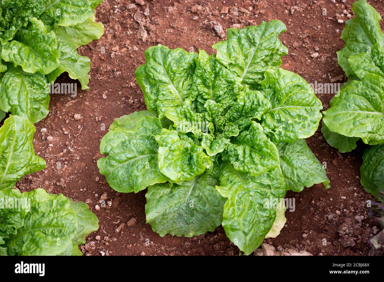 Salade de laitue au beurre de chêne vert frais, feuilles de légumes (salade) dans la ferme biologique Banque D'Images