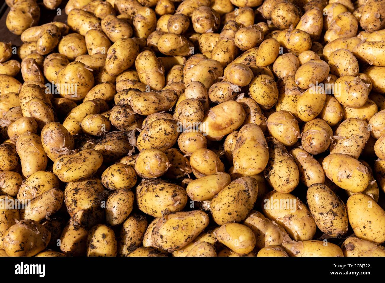 Pommes de terre nouvelles à vendre sur une place de marché Banque D'Images