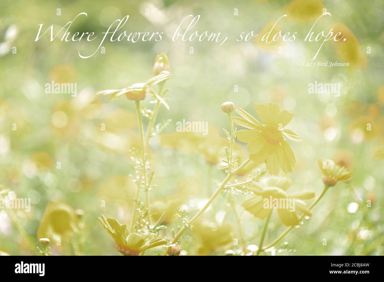 Un Bouquet De Fleurs Sauvages Mitsy De Style Vintage Avec Une Citation Photo Stock Alamy