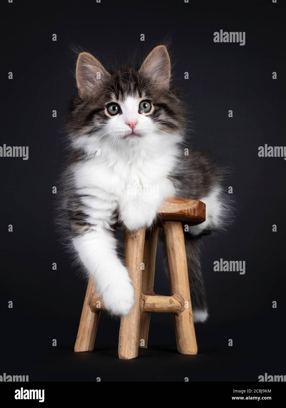 Tabby noir expressif avec chaton Forestcat blanc norvégien, posé sur un petit tabouret en bois. Je cherche un appareil photo aux yeux verts. JE Banque D'Images
