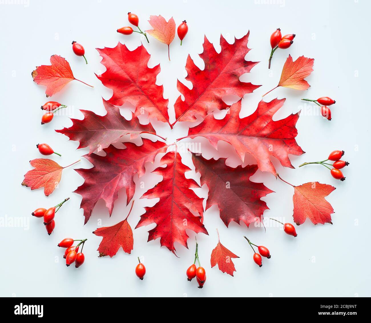 Feuilles de chêne rouge foncé, décorations naturelles, plat sur fond blanc. Résumé Elément circulaire d'automne sur blanc. Banque D'Images