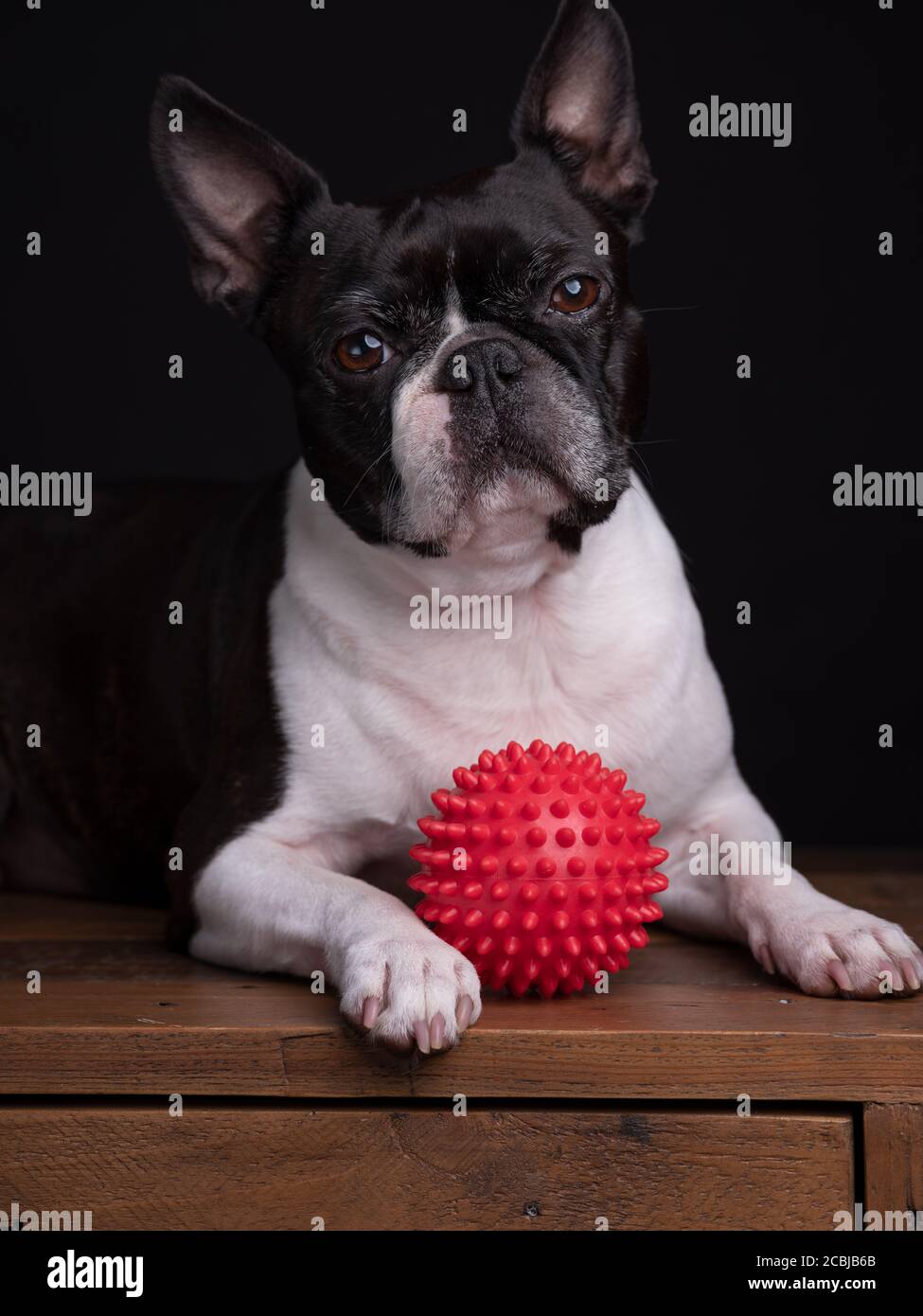 Studio Portrait de Boston Terrier avec balle de jouet rouge Banque D'Images