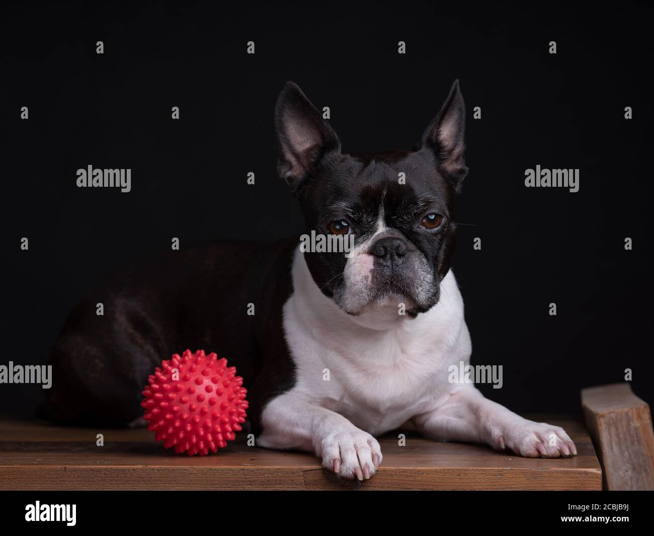 Studio Portrait de Boston Terrier avec balle de jouet rouge Banque D'Images