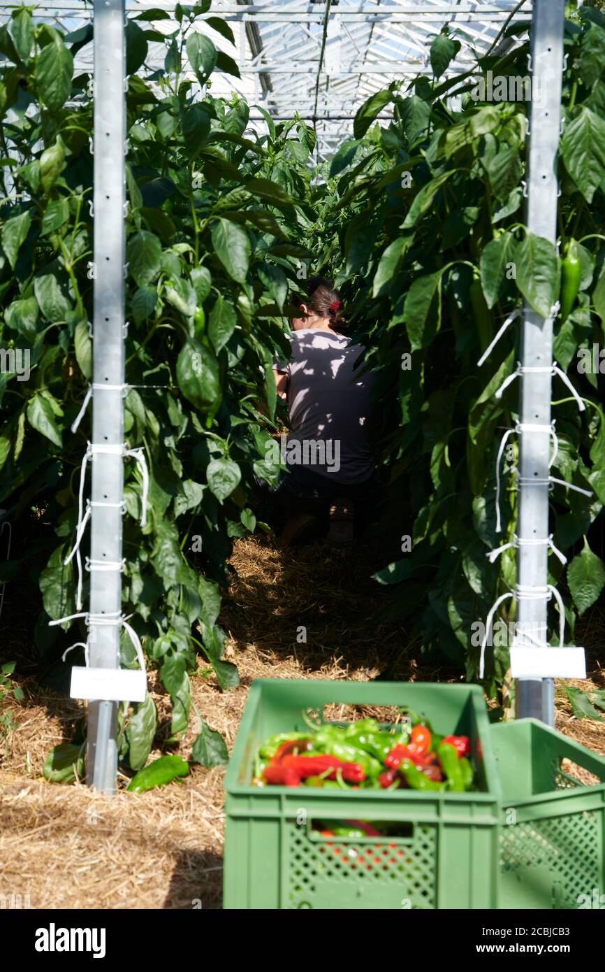 Ertehelfer in einem Bio-Gewaechshaus BEI der Peperonie und Paprika Ernte. Eine Erntehelferin tief versteckt in den Reihen von Pabrikastauden. Banque D'Images