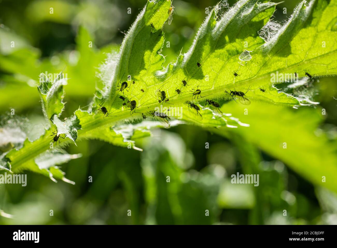 Gros plan de l'infestation géante de pucerons noirs sur une plante de chardon feuilles Banque D'Images