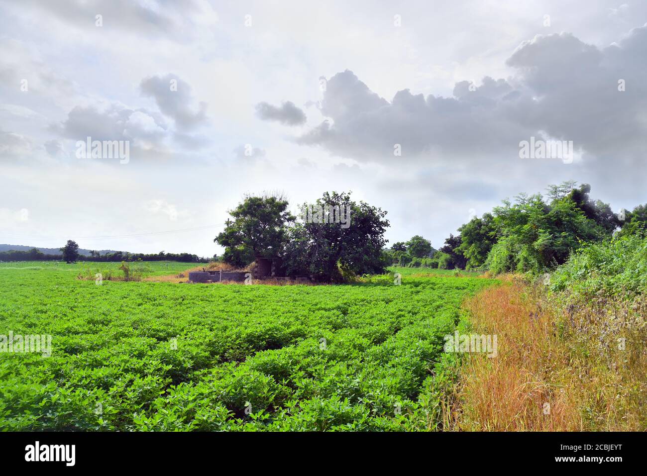 Agriculture, champ d'arachides et fond de l'image du stock d'herbe . Banque D'Images