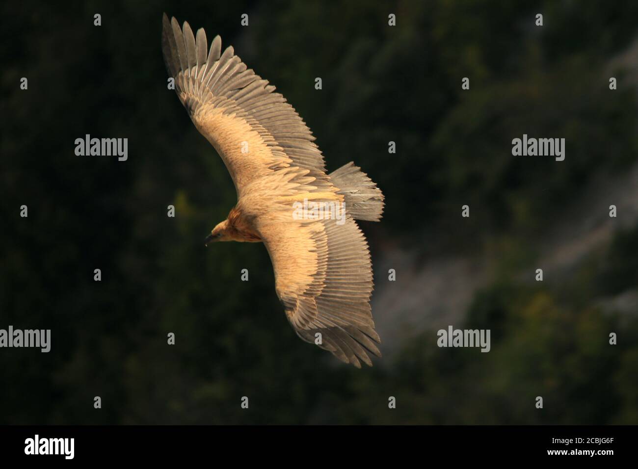Griffon Vulture volant dans les Gorges du Verdon, Provence, France. Banque D'Images
