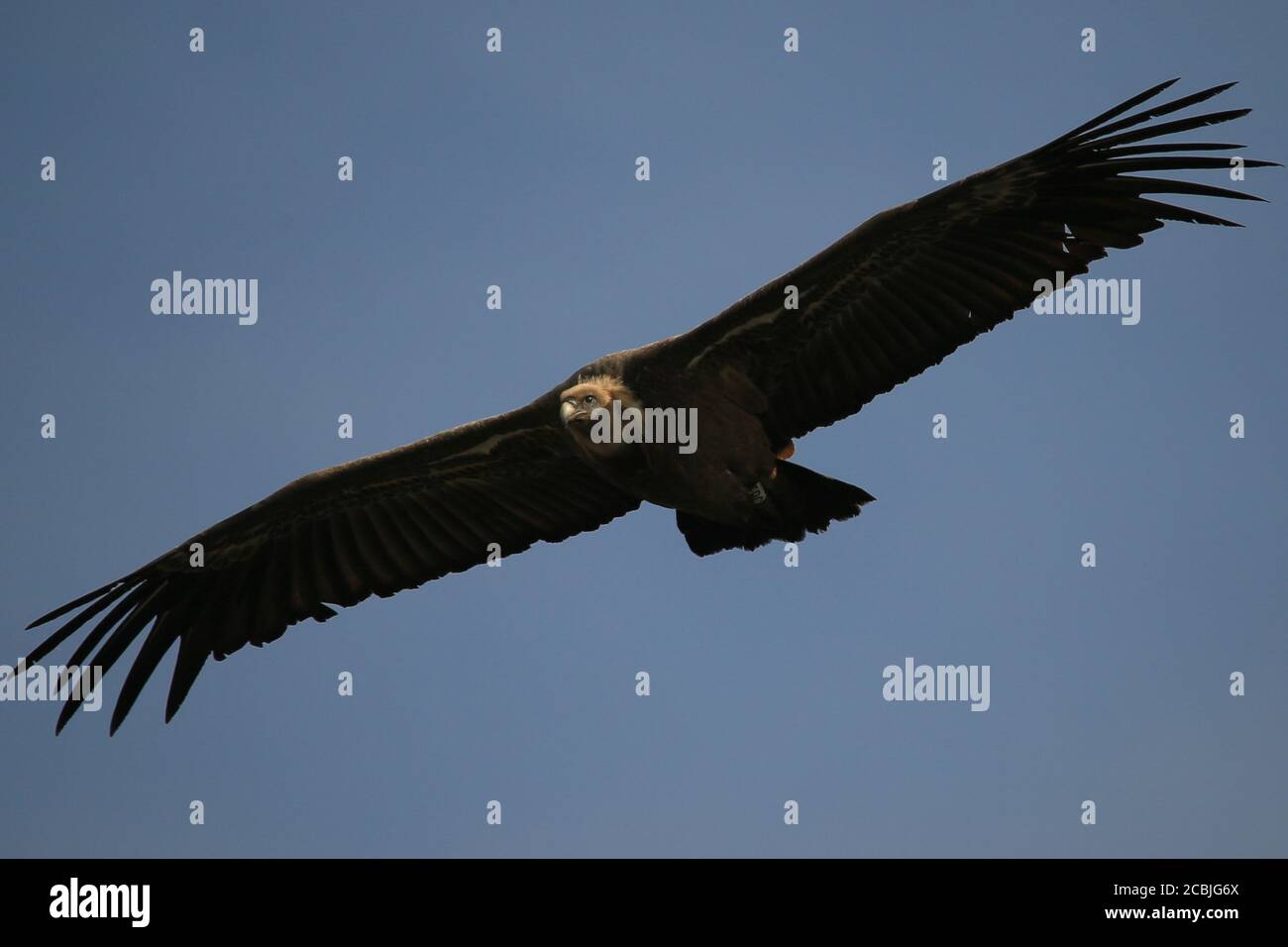 Griffon Vulture volant dans les Gorges du Verdon, Provence, France. Banque D'Images