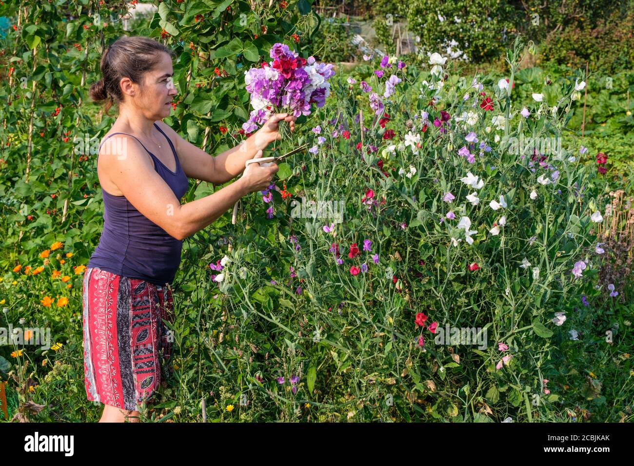 Femme coupant des fleurs de pois sur une allotissement au Royaume-Uni Banque D'Images