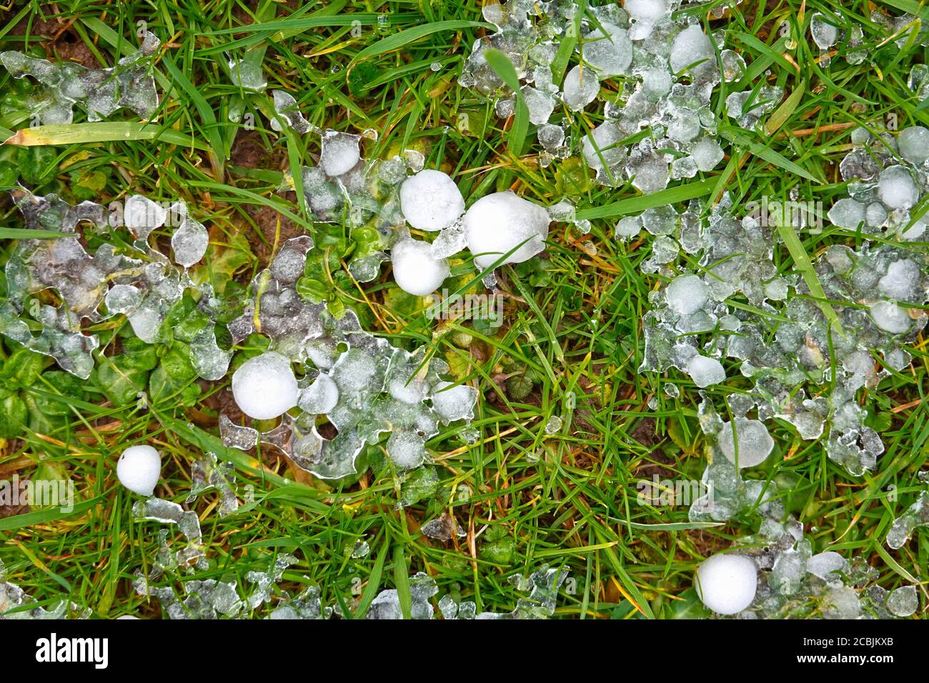 Pierres de grêle sur l'herbe d'un pré vert après un orage violent en été Banque D'Images
