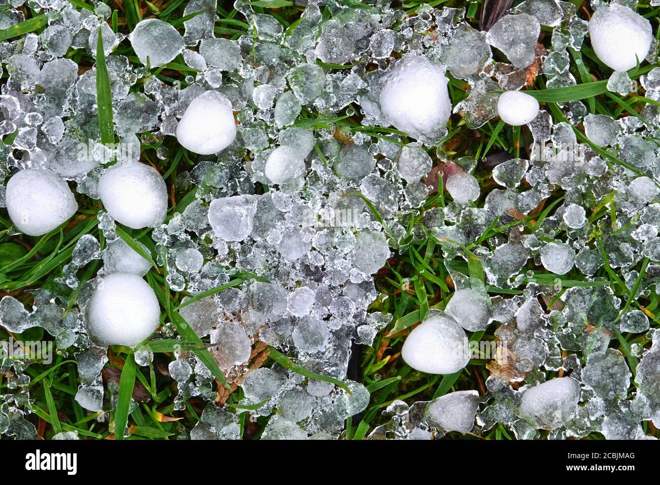 Pierres de grêle sur l'herbe d'un pré vert après un orage violent en été Banque D'Images