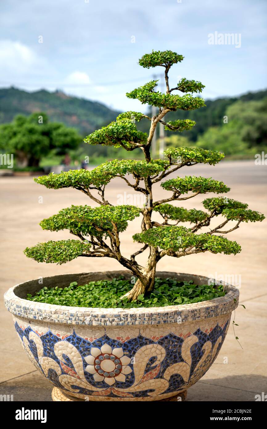Un bonsaï dans un grand pot en céramique. Affiché à l'extérieur Photo Stock  - Alamy