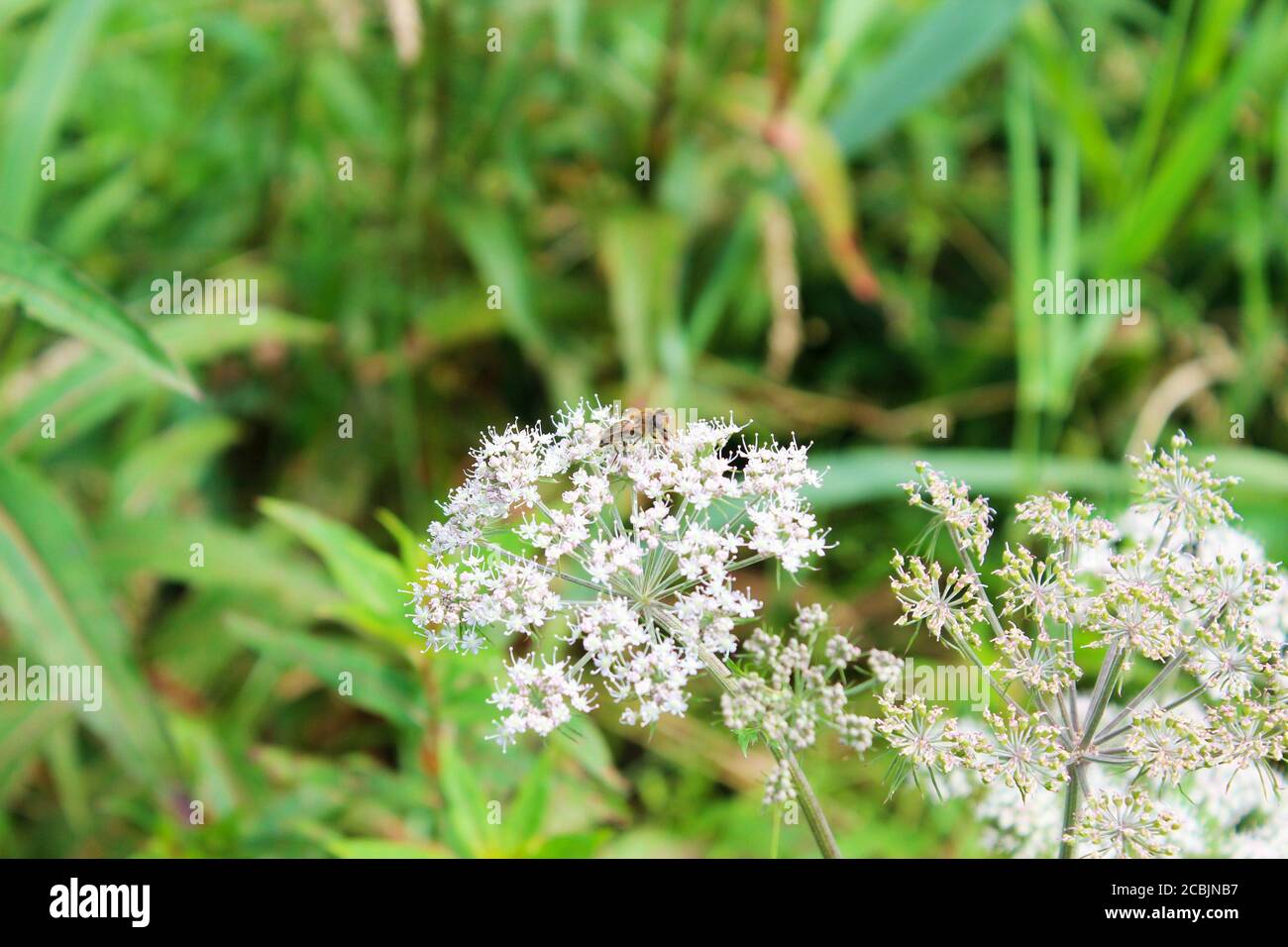 Gros plan d'une plante valériane (Valeriana officinalis) dans le désert de Pickmere, en Angleterre Banque D'Images