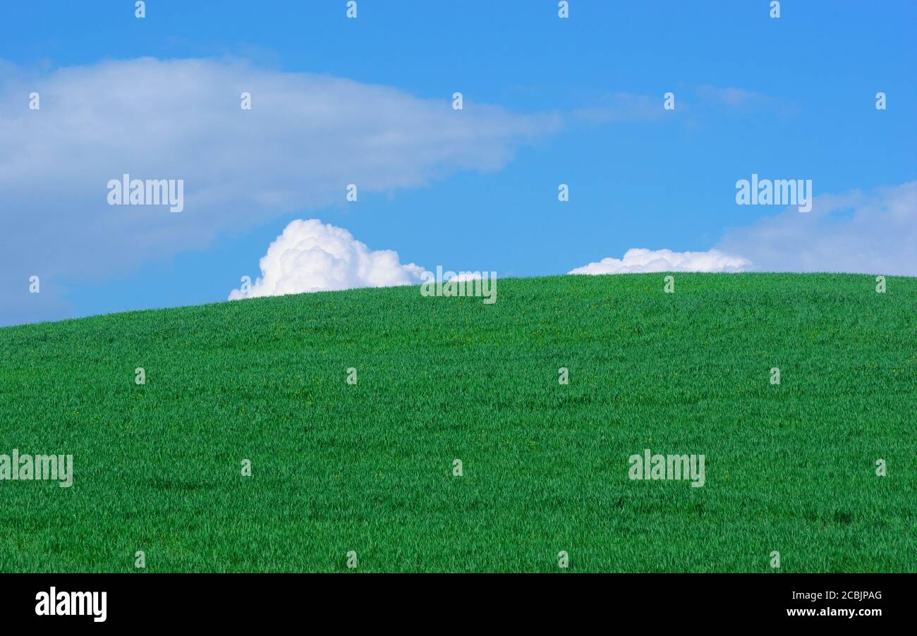 Résumé paysage rural d'une colline de Sicile avec de l'herbe verte et à l'horizon ciel bleu et nuages blancs Banque D'Images