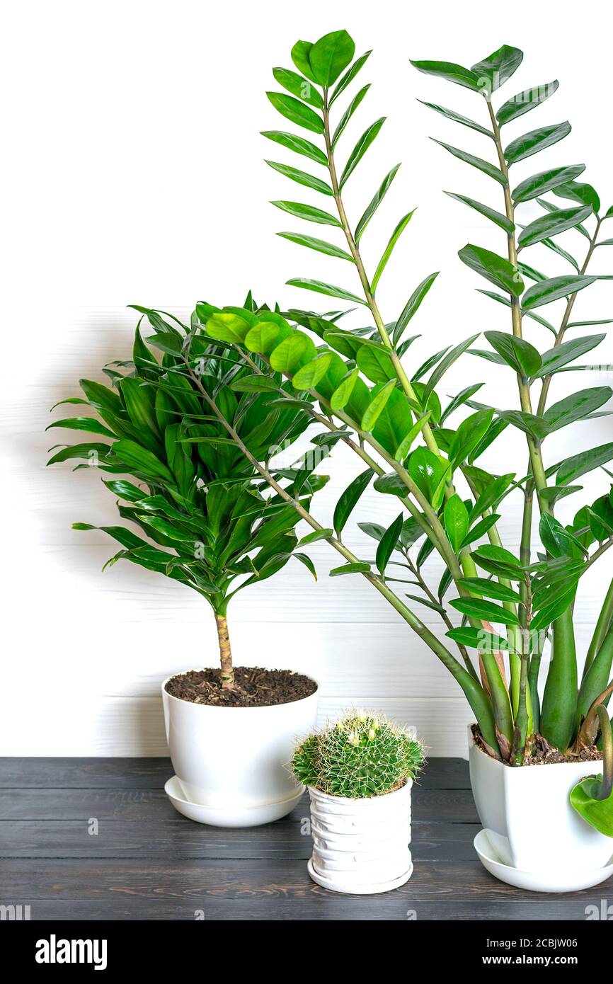 Plante artificielle verte Zamioculcas - décoration pour intérieur