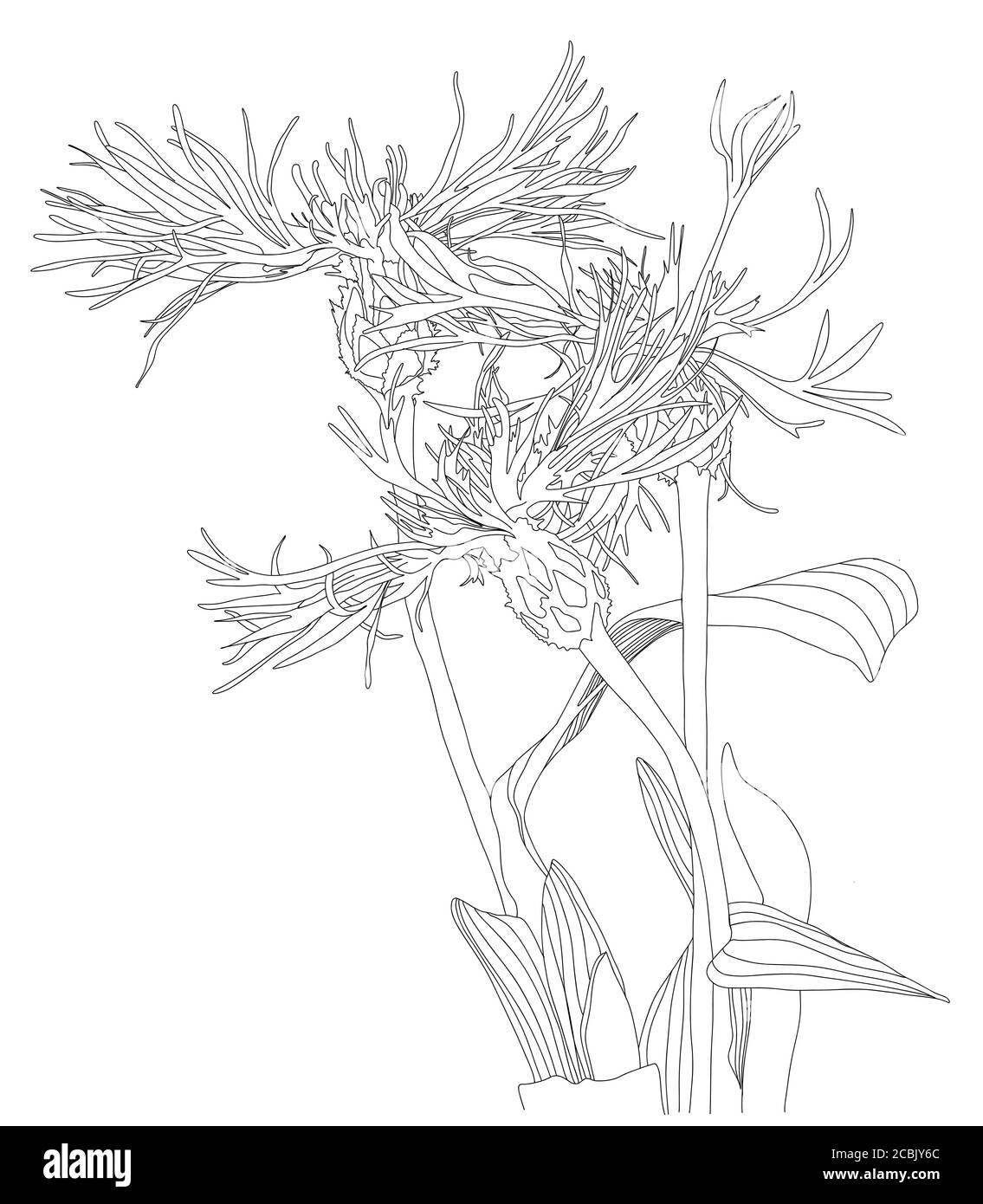 Croquis floral botanique fleur de maïs silhouettes noir et blanc dessin des fleurs à la main. Illustration vectorielle de style de ligne Illustration de Vecteur