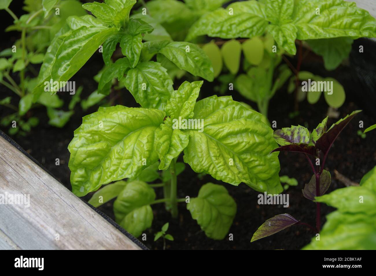 Basilic avec feuilles vertes dans le jardin de la maison. Culture biologique des épices et des herbes. Plantes comestibles naturelles. Banque D'Images