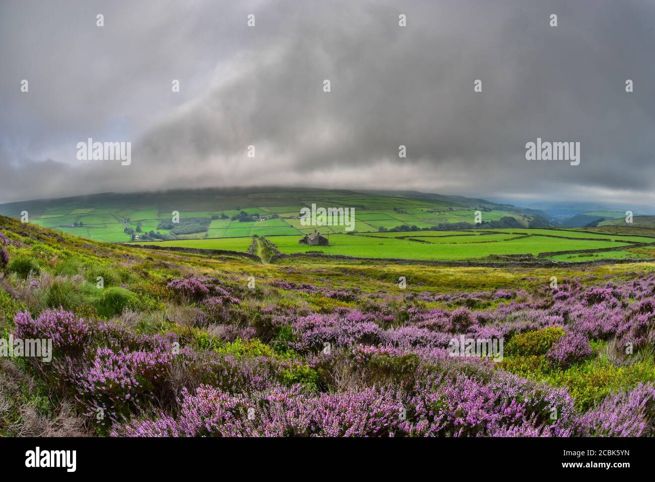 Purple Heather, Shackleton Knoll, Crimsworth Dean, Hebden Bridge, Pennines, Yorkshire Banque D'Images