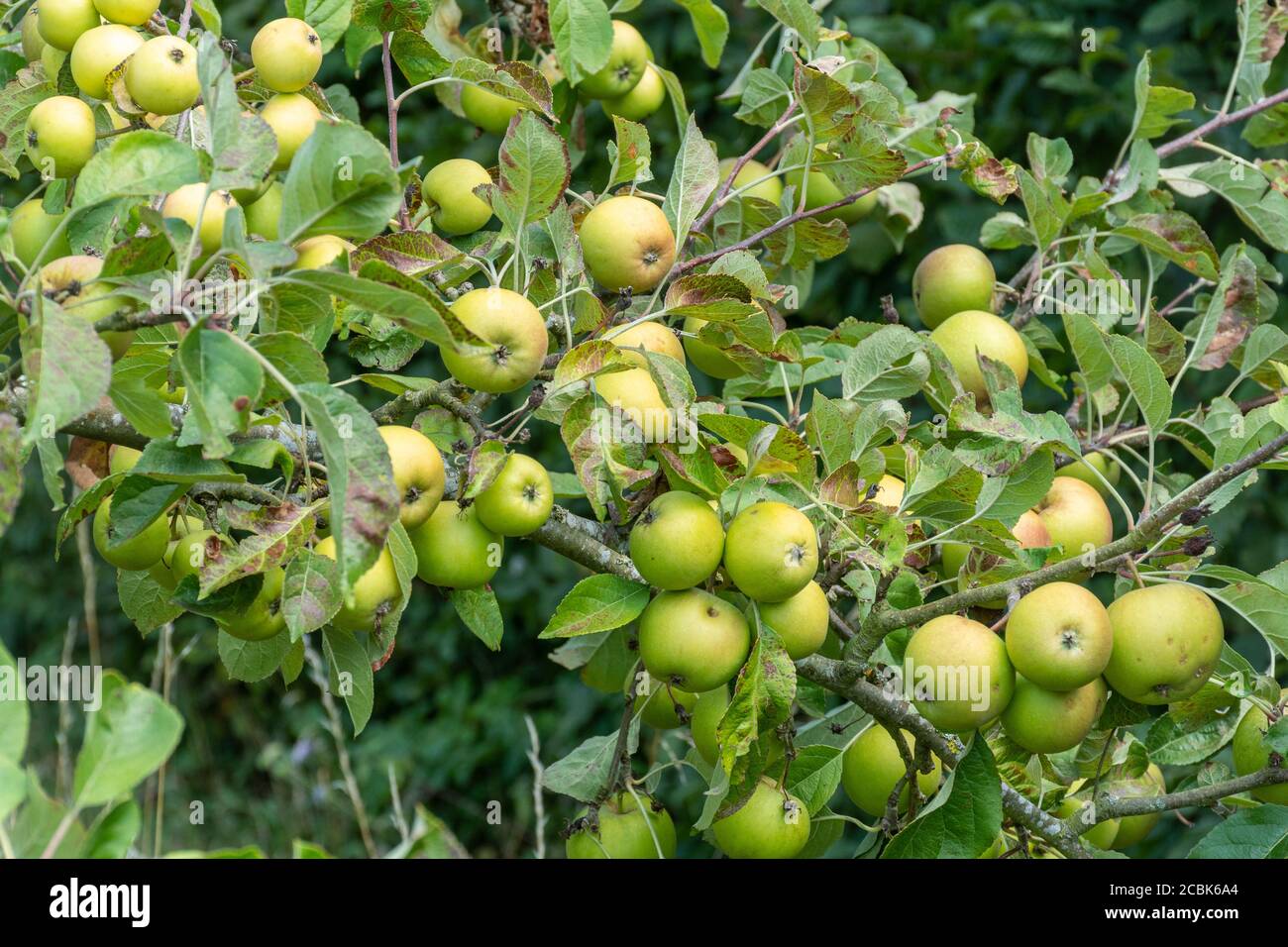 Pommes poussant sur un pommier dans un verger pendant l'été ou en août, Surrey, Royaume-Uni. Variété de pommes Albury Park Nonsuch, synonyme Forfar Pippin Banque D'Images
