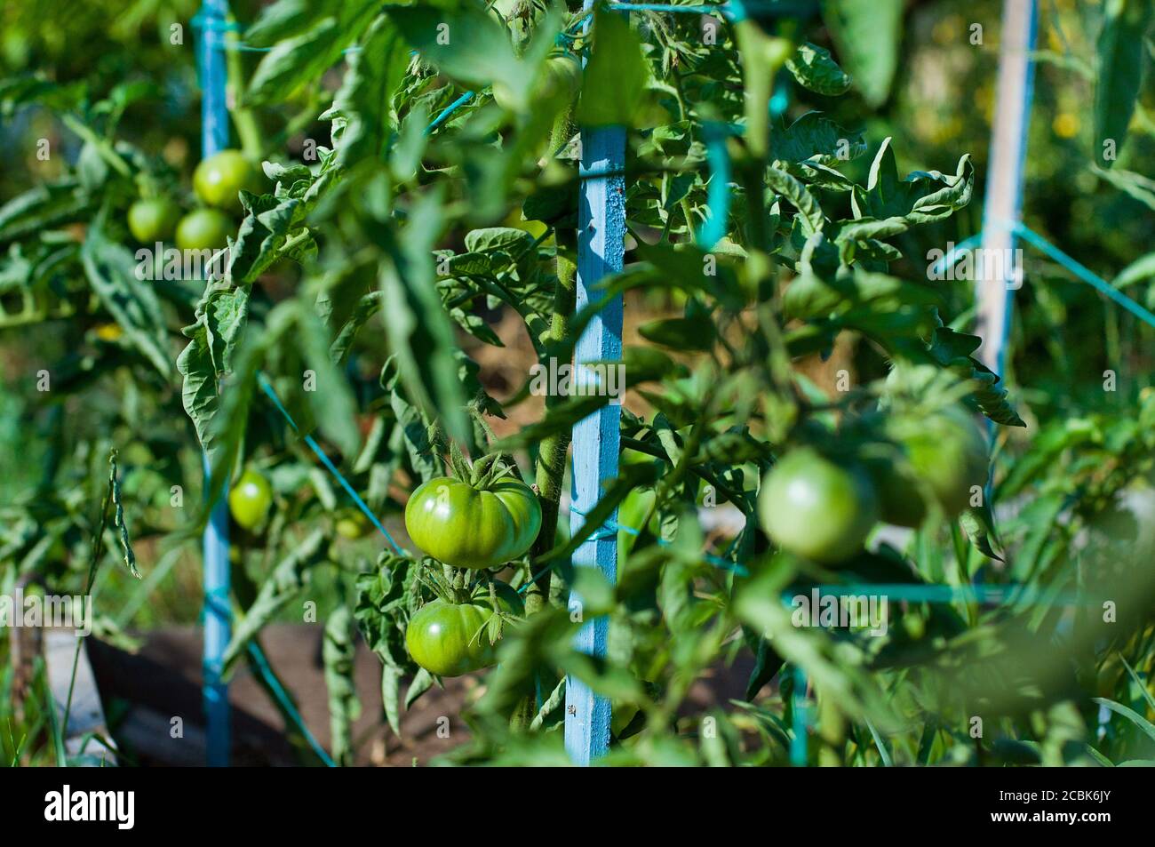 Tomates vertes sur les plantes Banque D'Images