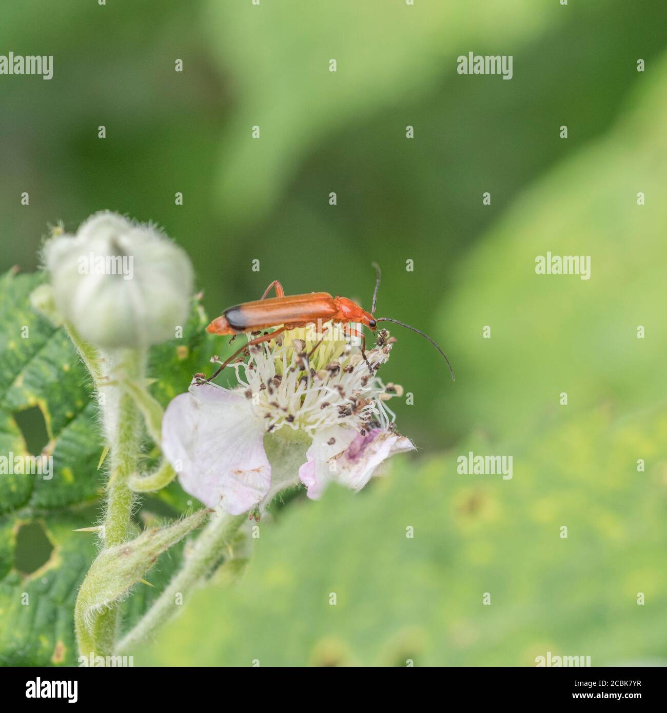 Le soldat rouge commun Beetle / Rhagonycha fulva s'est installé sur la fleur de Brumble / Rubus. Longhorn Beetle Royaume-Uni. Insectes Royaume-Uni. Banque D'Images