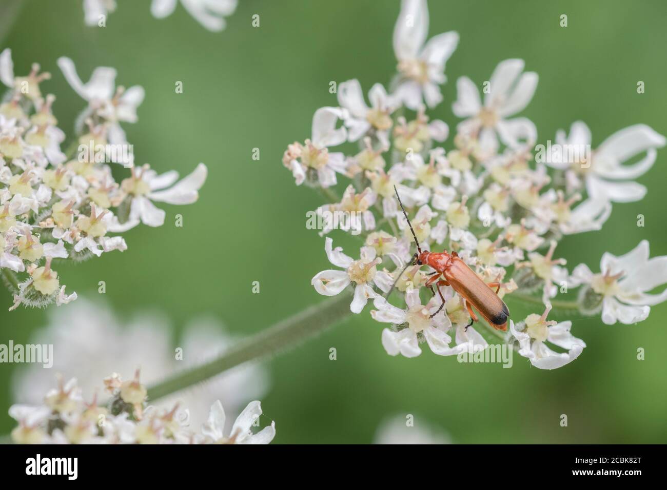 Le soldat rouge commun Beetle / Rhagonycha fulva s'est installé sur des fleurs de Hotweed / Heracleum sphondylium. Longhorn Beetle Royaume-Uni. Insectes Royaume-Uni. Banque D'Images