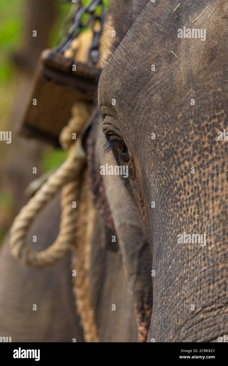Éléphant Elephantidae plus grand animal terrestre gros plan de l'oeil avec Hathi Howdah - chariot en arrière-plan Banque D'Images