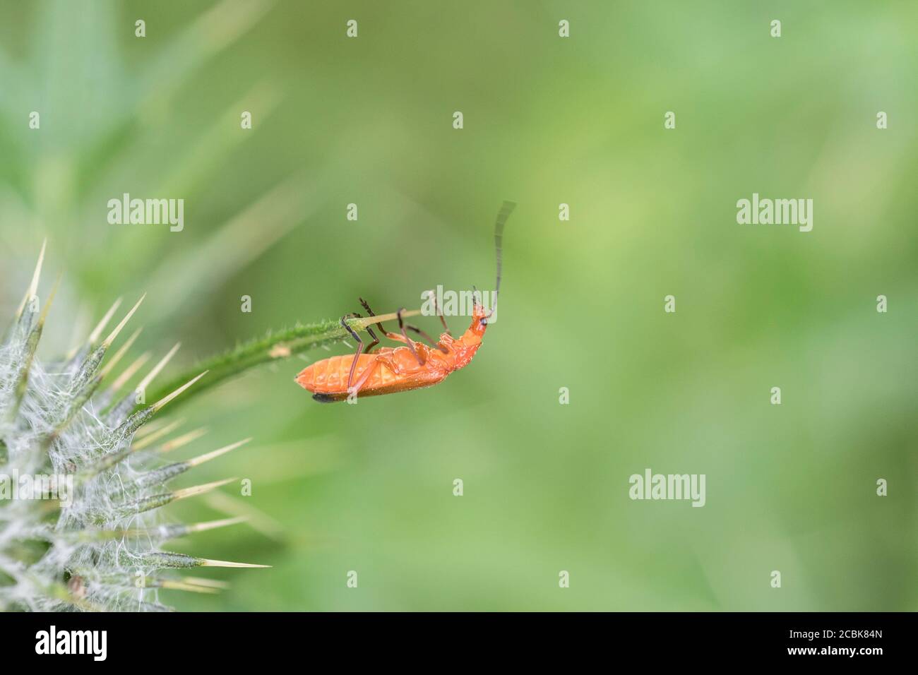 Le soldat rouge commun Beetle / Rhagonycha fulva s'est installé sur le bourgeon de fleur épineux de Spear Thistle / Cirsium vulgare. Longhorn Beetle Royaume-Uni. Insectes Royaume-Uni. Banque D'Images