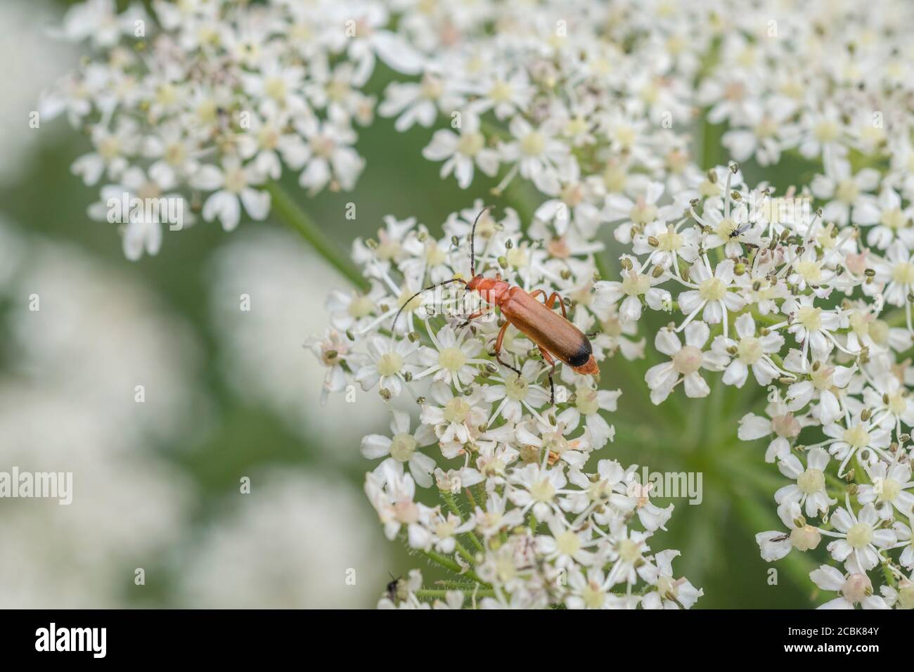 Le soldat rouge commun Beetle / Rhagonycha fulva s'est installé sur des fleurs de Hotweed / Heracleum sphondylium. Longhorn Beetle Royaume-Uni. Insectes Royaume-Uni. Banque D'Images