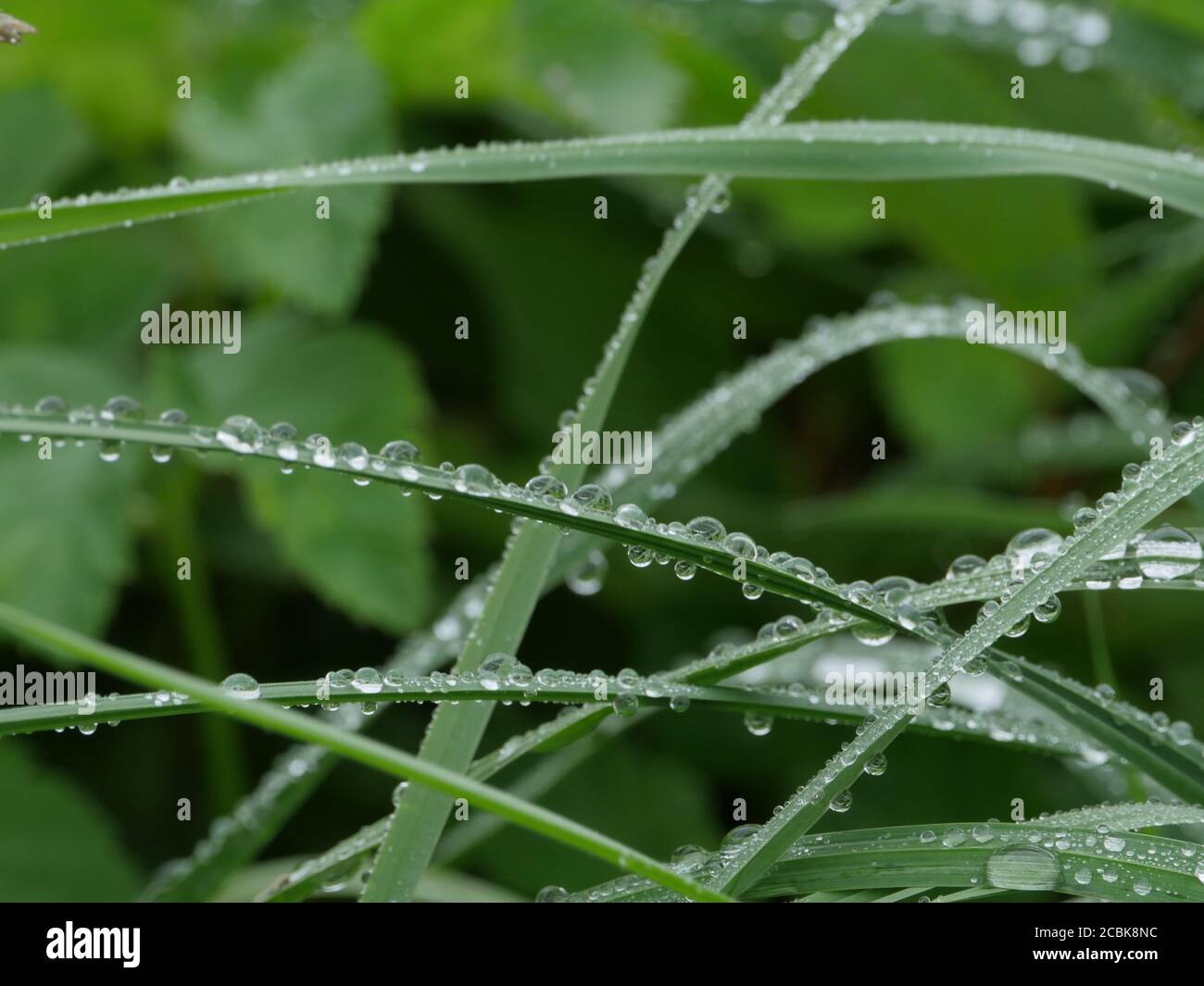 gouttes de rosée du matin sur les feuilles d'herbe verte, fond vert Banque D'Images