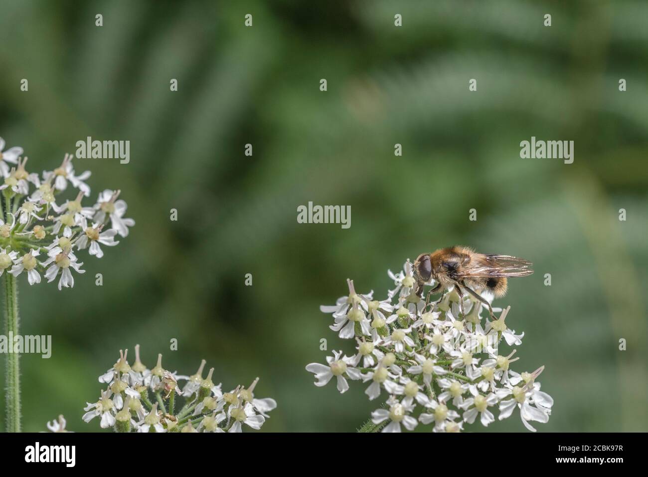 Gros plan de buff survolte coloré type d'insecte fourragent sur les fleurs de Hotweed / Heracleum sphondylium. Peut-être Cheilosia illustrata. Banque D'Images