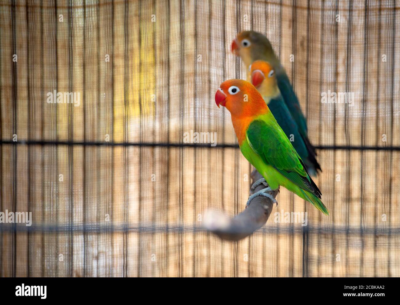 Fischer´s lovebird (Agapornis fischeri) à l'exposition des oiseaux exotiques dans le jardin botanique de la Faculté des sciences de l'Université Charles à Prague, République Tchèque, 14 août 2020. (CTK photo/Katerina Sulova) Banque D'Images