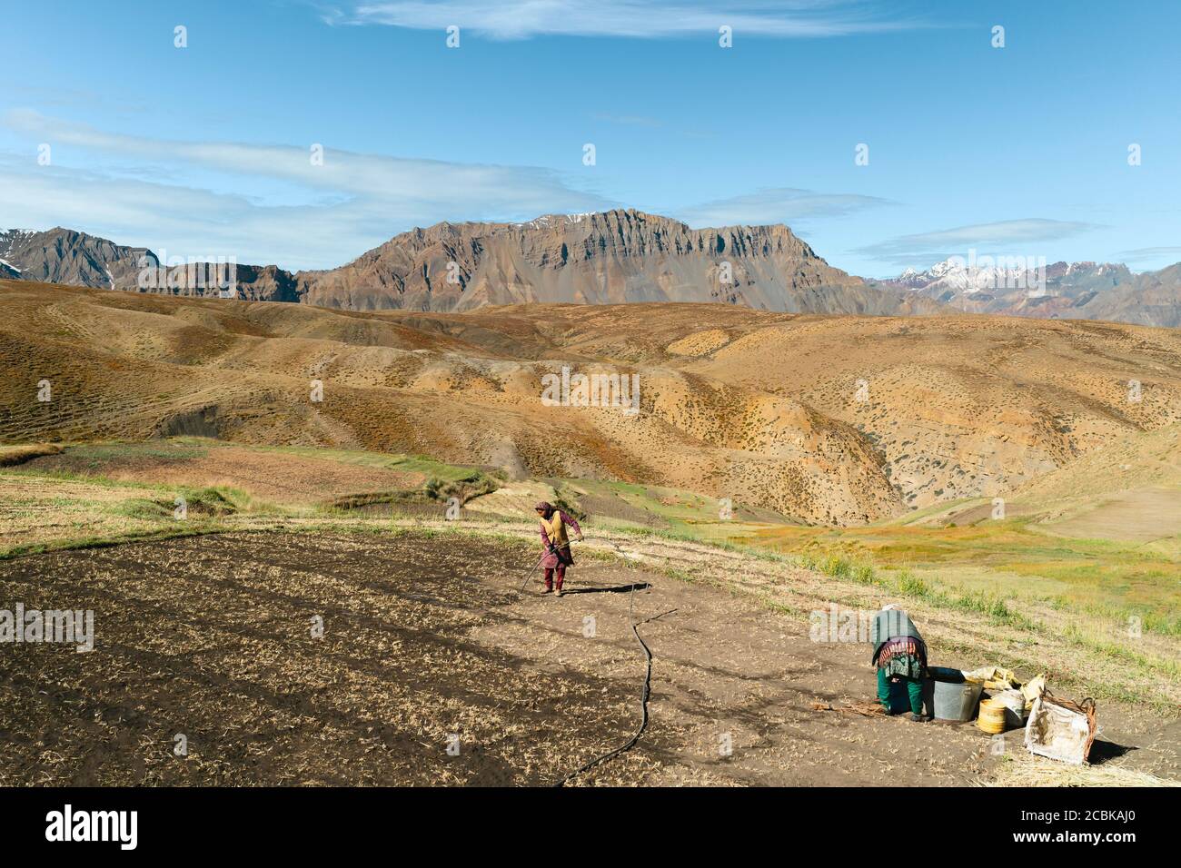 Les femmes cultivent un champ de terrasse en préparation d'une récolte de céréales dans la vallée de Spiti et l'Himalaya en été à Komachal Pradesh, Inde. Banque D'Images