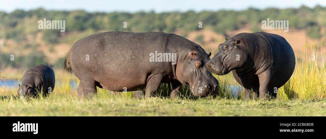 Trois hippos debout dans la petite herbe verte manger à Chobe Fleuve Botswana Banque D'Images