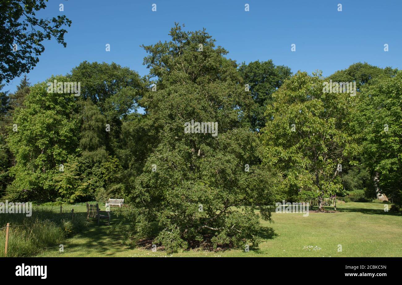 Feuillage d'été d'un arbre de hêtre Antarctique décidus (Nothofagus antarctique) en croissance dans un jardin dans le Devon rural, Angleterre, Royaume-Uni Banque D'Images