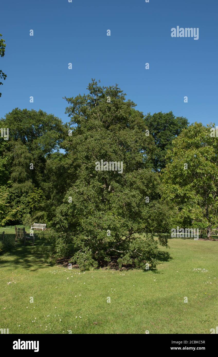 Feuillage d'été d'un arbre de hêtre Antarctique décidus (Nothofagus antarctique) en croissance dans un jardin dans le Devon rural, Angleterre, Royaume-Uni Banque D'Images