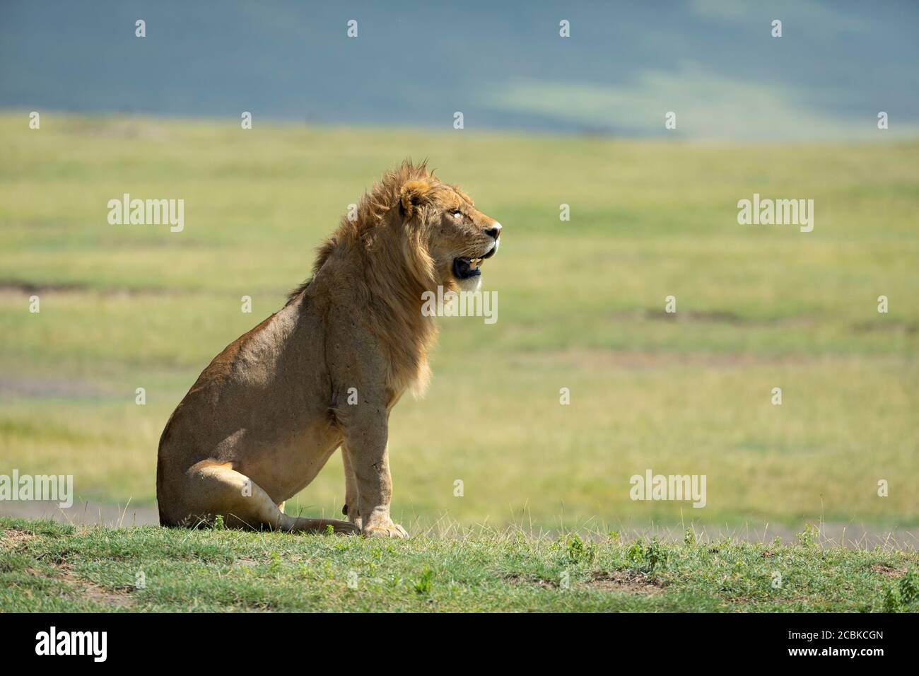 Lion mâle assis et regardant les plaines vertes ouvertes de Cratère de Ngorongoro par une journée ensoleillée en Tanzanie Banque D'Images