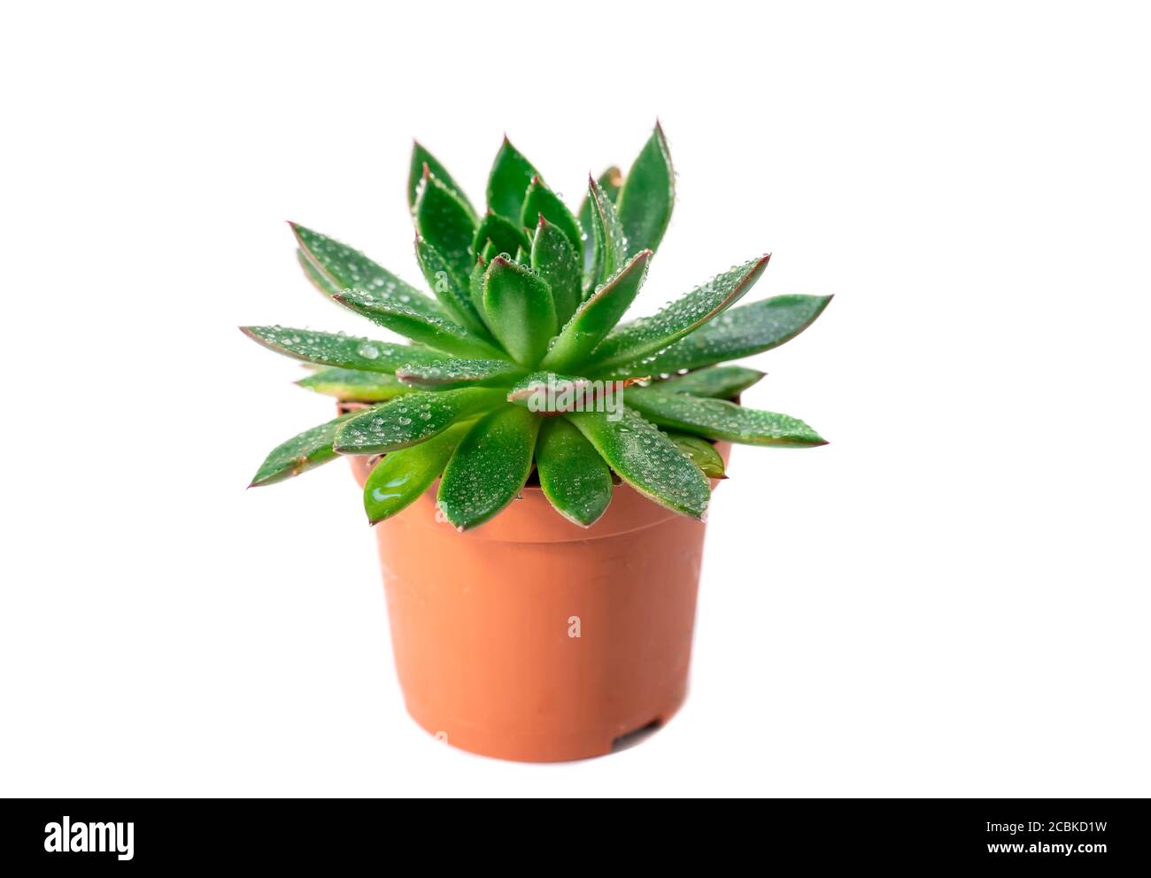 les plantes à la maison vertes echeveria suculents avec des gouttes d'eau Banque D'Images