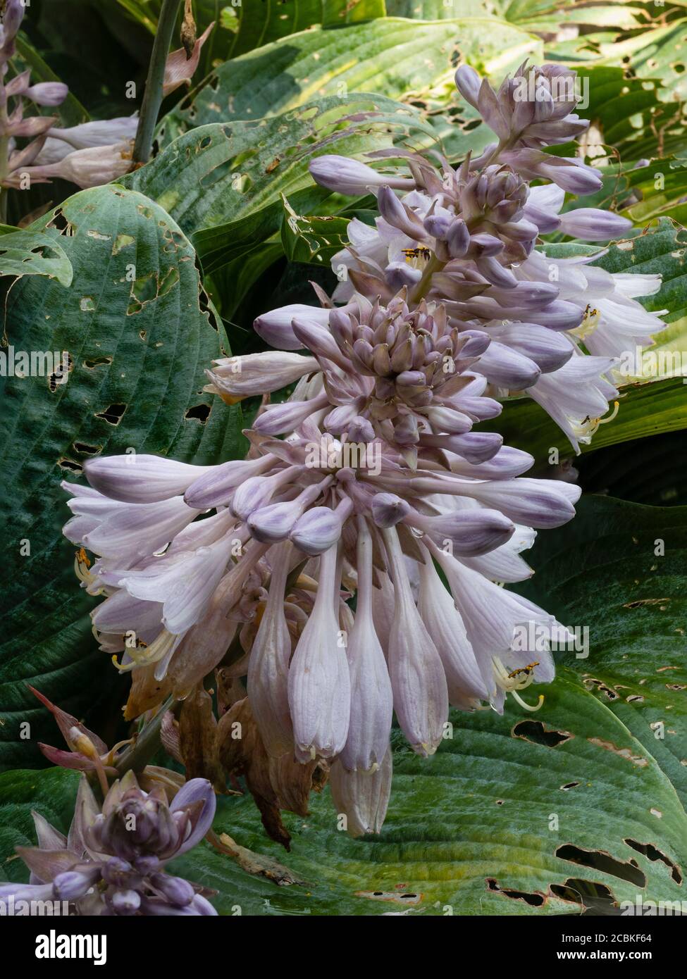 Fleurs de nénuphars au-dessus des feuilles endommagées de la fleur dure, fin d'été Hosta 'June' Banque D'Images