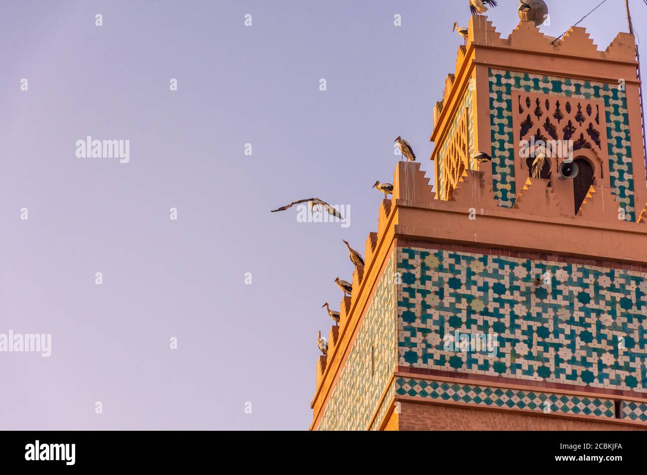 Immense troupeau de cigognes voler autour du minaret de la mosquée de la Kasbah de Marrakech, Maroc Banque D'Images