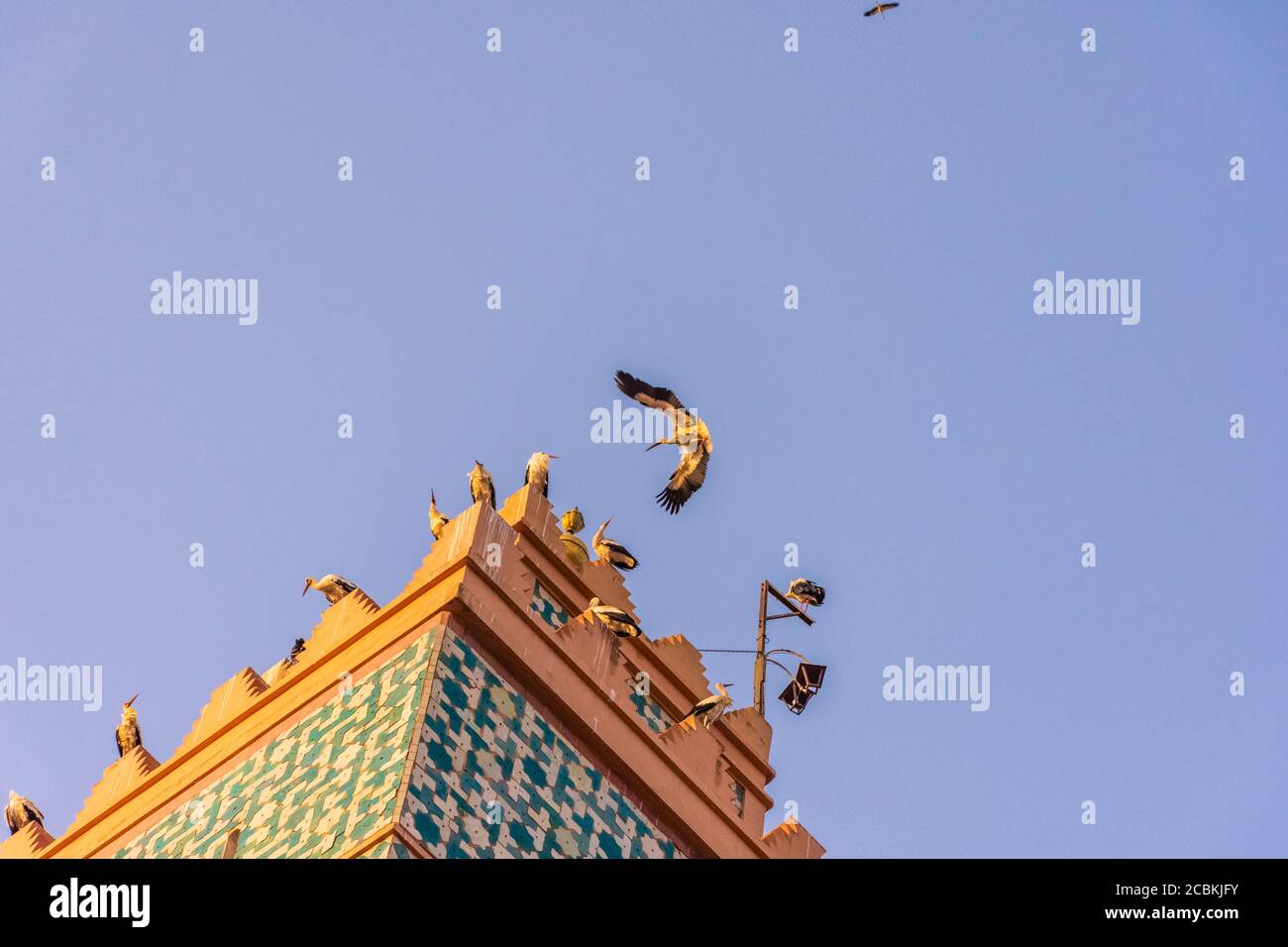 Un grand vol de cigognes dans le ciel de Marrakech, Maroc Banque D'Images