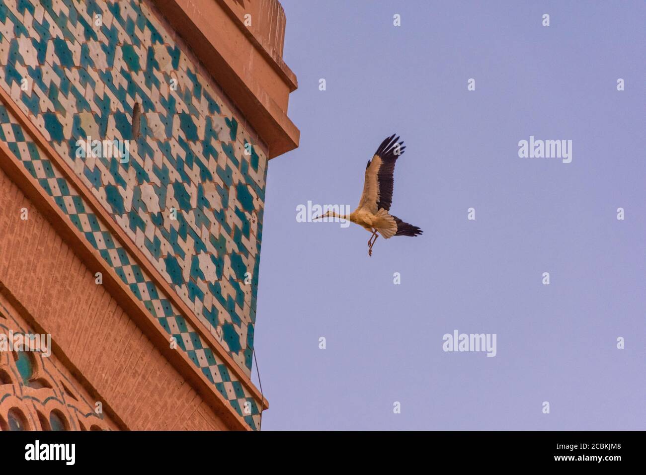 Un grand vol de cigognes dans le ciel de Marrakech, Maroc Banque D'Images