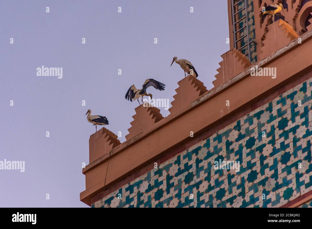 Un grand vol de cigognes dans le ciel de Marrakech, Maroc Banque D'Images