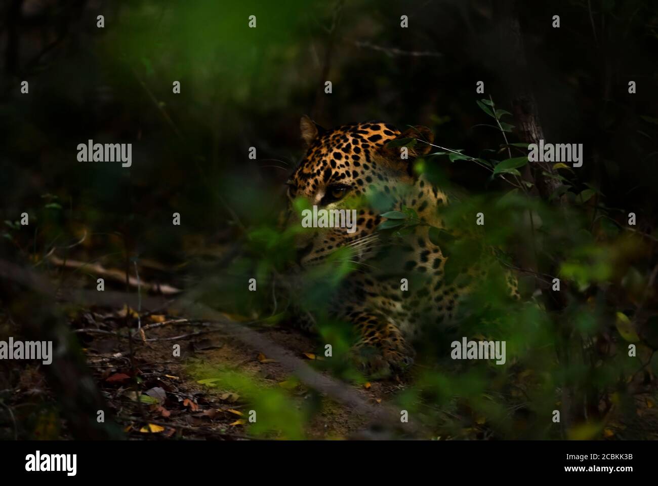 Léopard du Sri Lanka - Panthera pardus kotiya, beau chat sauvage des forêts et des terres boisées du Sri Lanka, Sri Lanka. Banque D'Images