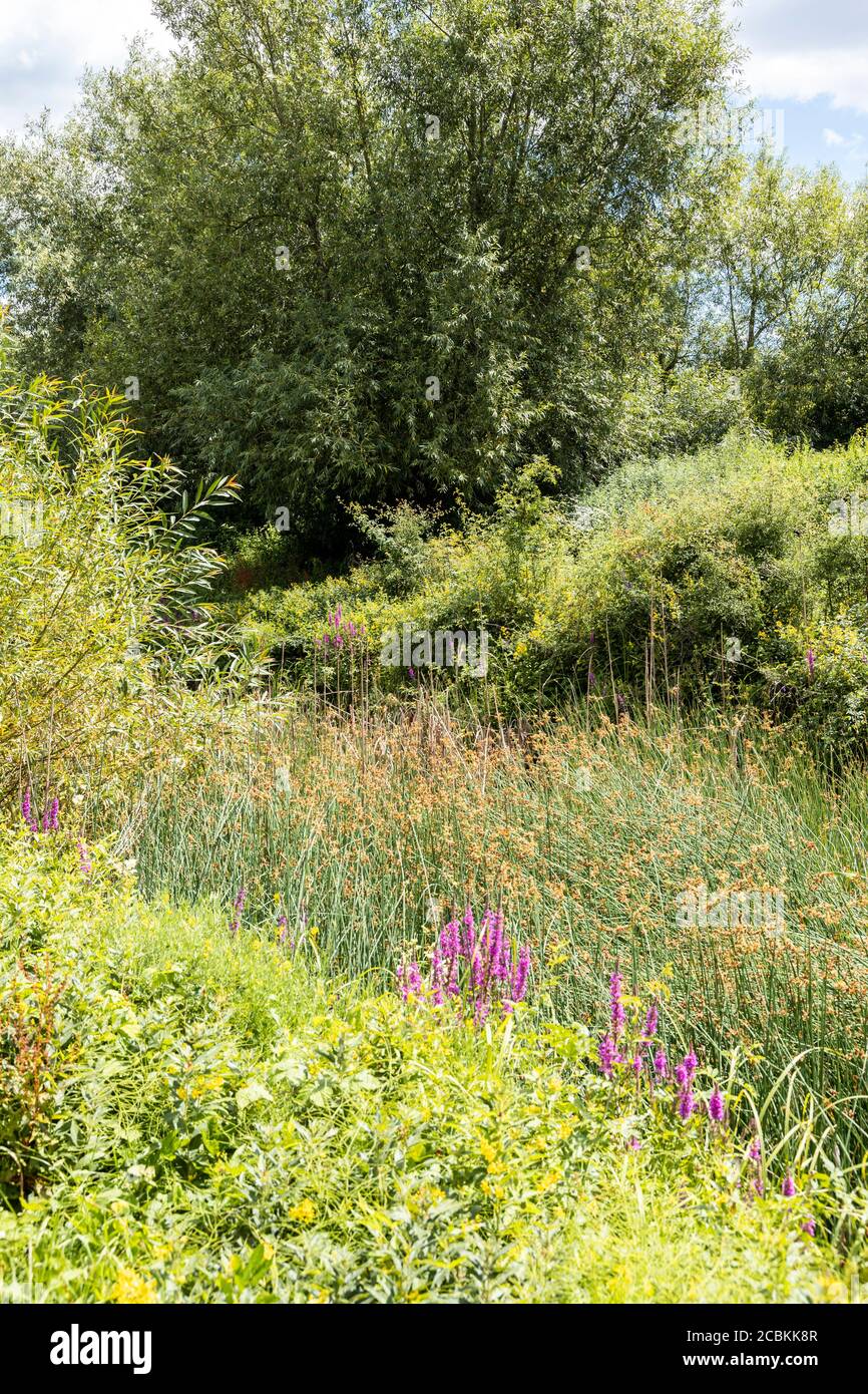 Végétation estivale luxuriante dans la réserve naturelle du canal de Coombe Hill, Gloucestershire, Royaume-Uni Banque D'Images